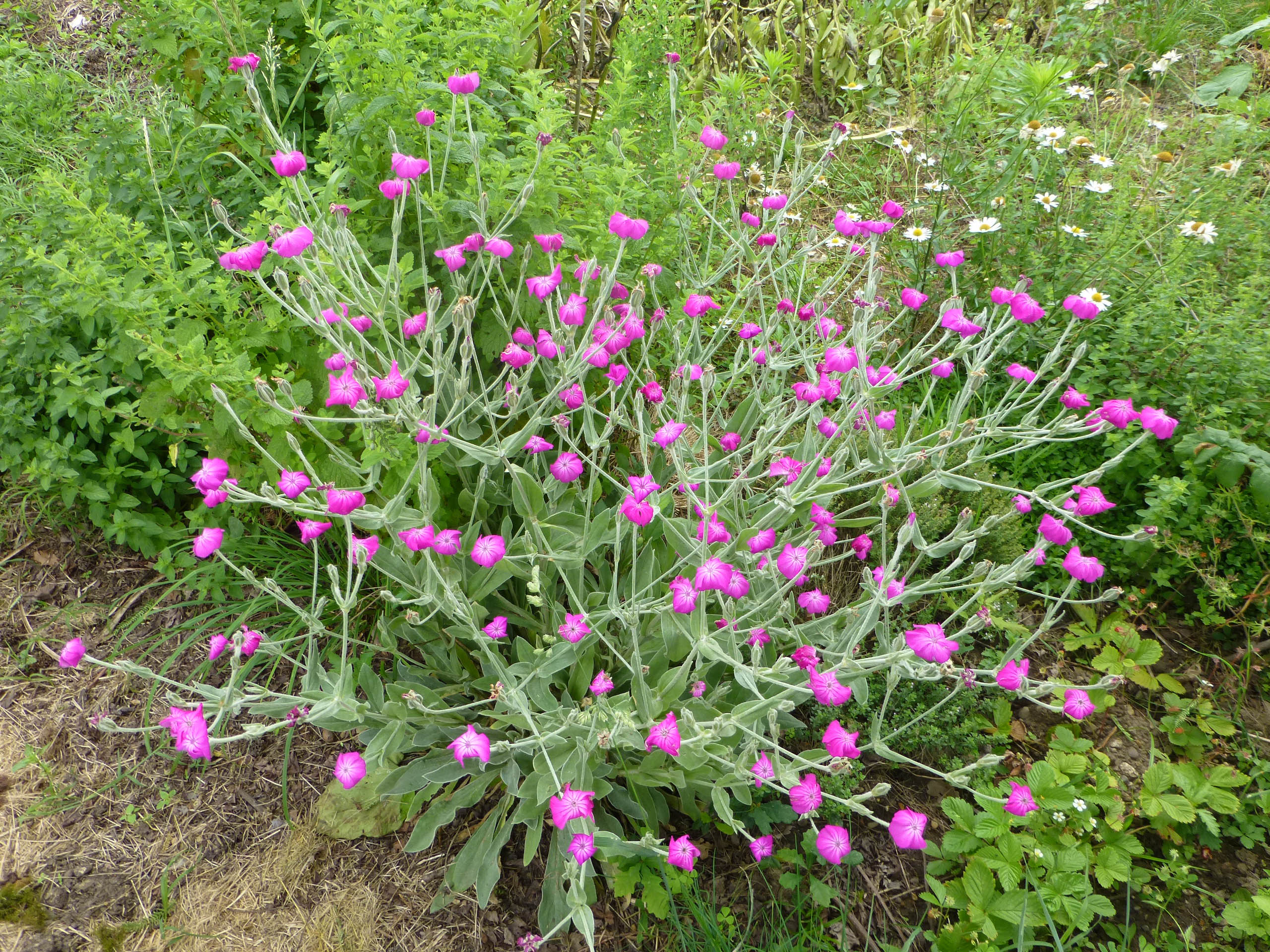 Lychnis coronaria photo